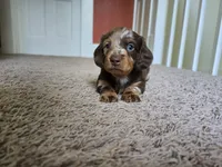 Mochi, a female Miniature Dachshund for sale in Goshen, IN – 3 of 6
