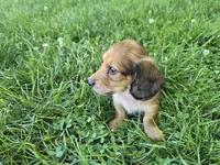 Deacon, a male Miniature Dachshund for sale in Goshen, IN – 2 of 7