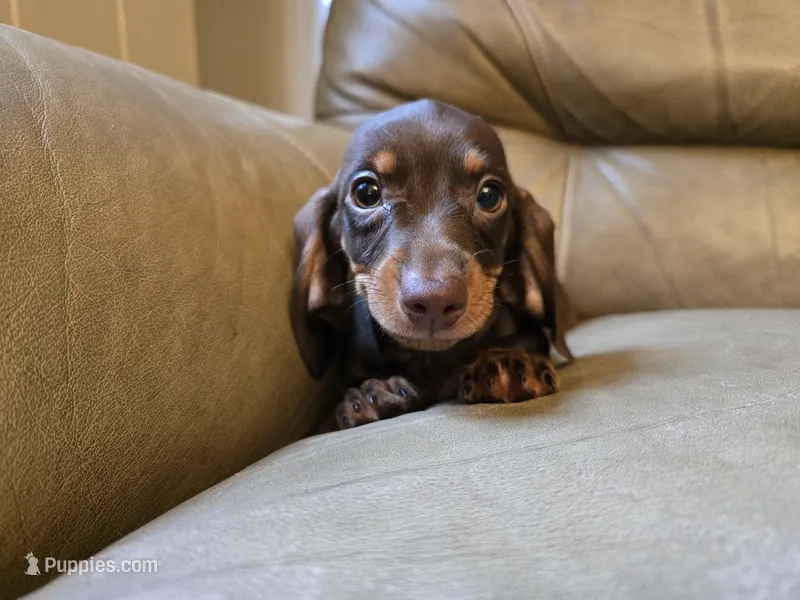 Mocha – Miniature Dachshund puppy for sale in Goshen, IN