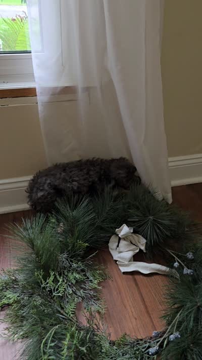 Lilac, a female Cavapoo for sale in Goshen, IN – 5 of 5