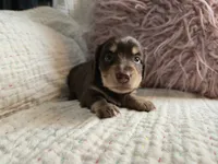 Sophie, a female Miniature Dachshund for sale in Goshen, IN – Photo 1 of 5