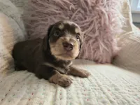 Sophie, a female Miniature Dachshund for sale in Goshen, IN – Photo 3 of 5