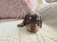 Sophie, a female Miniature Dachshund for sale in Goshen, IN – Photo 2 of 5