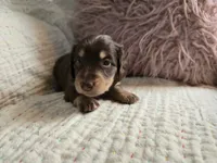 Sophie, a female Miniature Dachshund for sale in Goshen, IN – Photo 5 of 5