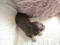 Sophie, a female Miniature Dachshund for sale in Goshen, IN – Photo 4 of 5