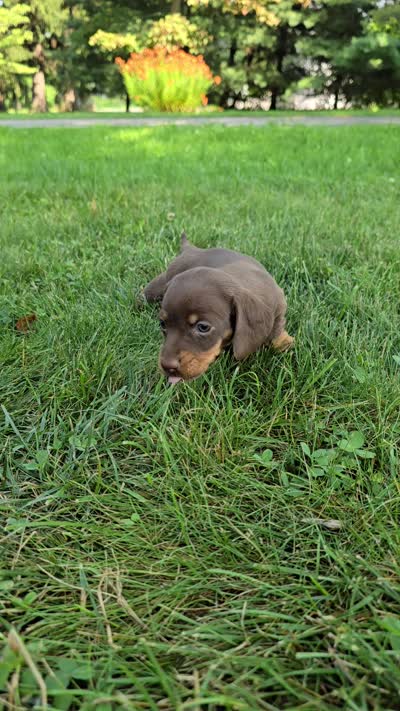 Cocoa, a female Miniature Dachshund for sale in Goshen, IN – 5 of 5