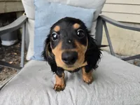Zelda, a female Miniature Dachshund for sale in Goshen, IN – 4 of 6