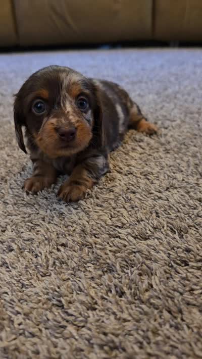 Diana, a female Miniature Dachshund for sale in Goshen, IN – 6 of 6