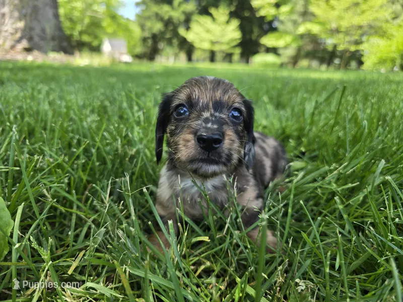 Frappuccino – Miniature Dachshund puppy for sale in Goshen, IN