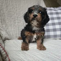 Rosalina, a male Cavapoo for sale in Goshen, IN – Photo 3 of 5