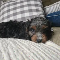 Rosalina, a male Cavapoo for sale in Goshen, IN – Photo 4 of 5