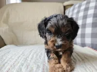 Rosalina, a male Cavapoo for sale in Goshen, IN – Photo 2 of 4