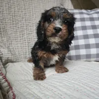 Rosalina, a male Cavapoo for sale in Goshen, IN – Photo 2 of 5