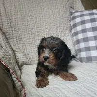 Rosalina, a male Cavapoo for sale in Goshen, IN – Photo 1 of 5