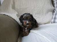 Rosalina, a male Cavapoo for sale in Goshen, IN – Photo 1 of 4