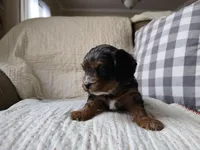 Rosalina, a male Cavapoo for sale in Goshen, IN – Photo 3 of 4