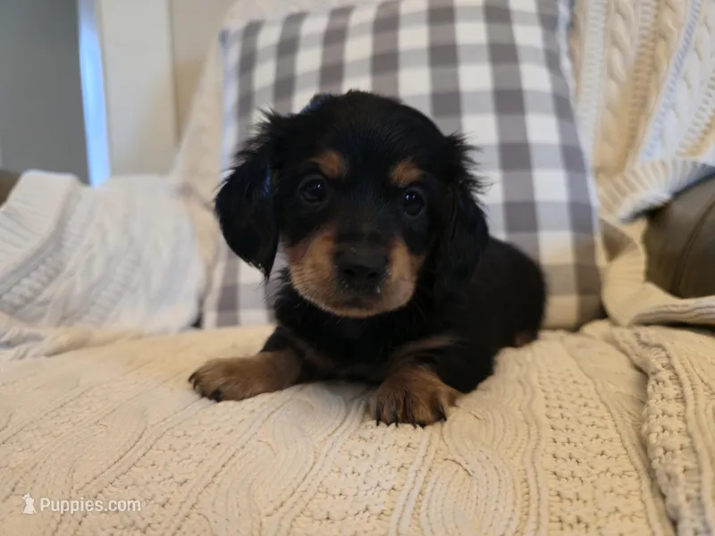 Chase – Miniature Dachshund puppy for sale in Goshen, IN