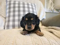 Chase, a male Miniature Dachshund for sale in Goshen, IN – Photo 2 of 4