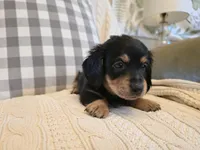 Chase, a male Miniature Dachshund for sale in Goshen, IN – Photo 3 of 4