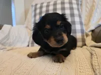 Chase, a male Miniature Dachshund for sale in Goshen, IN – Photo 4 of 4