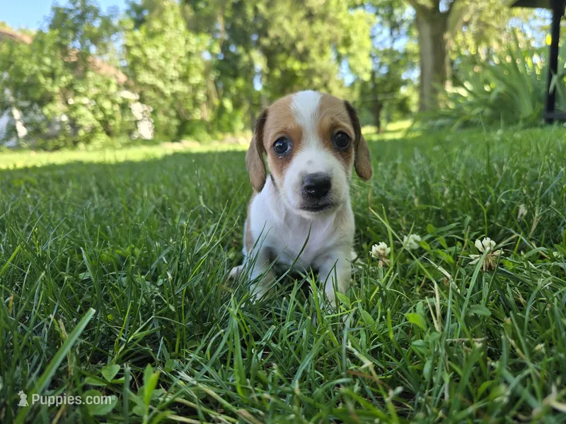 Katie, a female Miniature Dachshund for sale in Goshen, IN – 1 of 6
