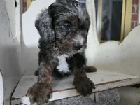 Bowser, a male Cavapoo for sale in Goshen, IN – Photo 3 of 5