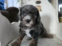 Bowser, a male Cavapoo for sale in Goshen, IN – Photo 1 of 5