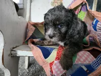 Bowser, a male Cavapoo for sale in Goshen, IN – Photo 5 of 5