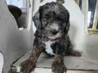 Bowser, a male Cavapoo for sale in Goshen, IN – Photo 4 of 5