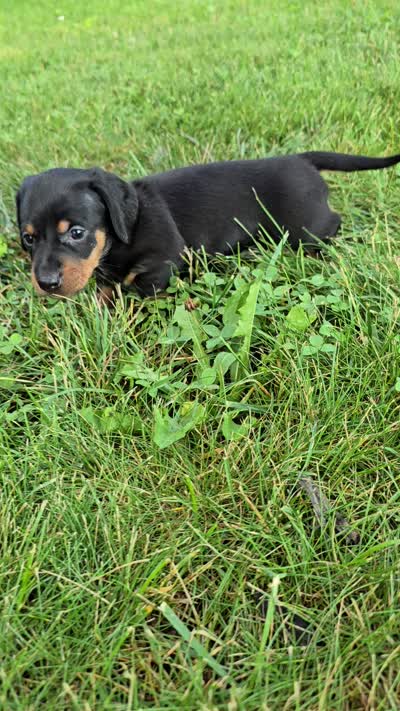 Zane, a male Miniature Dachshund for sale in Goshen, IN – 5 of 5