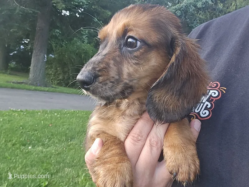 Frappuccino – Miniature Dachshund puppy for sale in Goshen, IN