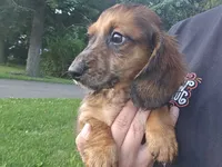 Frappuccino, a male Miniature Dachshund for sale in Goshen, IN – 1 of 6