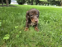 Milo, a male Miniature Dachshund for sale in Goshen, IN – 3 of 5