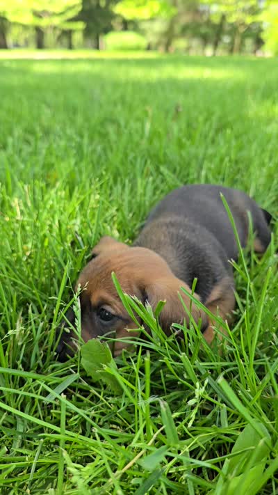 Cortado, a male Miniature Dachshund for sale in Goshen, IN – 6 of 6