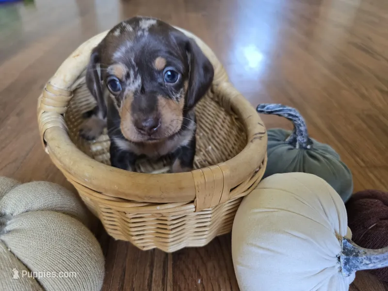 Anne – Miniature Dachshund puppy for sale in Goshen, IN