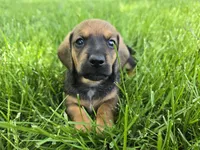 Cortado, a male Miniature Dachshund for sale in Goshen, IN – 4 of 6
