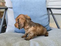 Eli, a male Miniature Dachshund for sale in Goshen, IN – 2 of 5