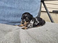 Espresso, a female Miniature Dachshund for sale in Goshen, IN – 3 of 5