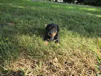 Zane, a male Miniature Dachshund for sale in Goshen, IN – 2 of 5