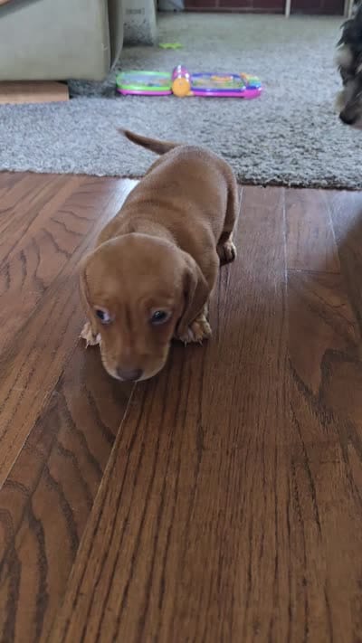 Rufus, a male Miniature Dachshund for sale in Goshen, IN – 5 of 5