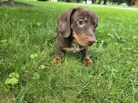 Milo, a male Miniature Dachshund for sale in Goshen, IN – 2 of 5