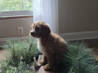 Rose, a female Cavapoo for sale in Goshen, IN – 6 of 7