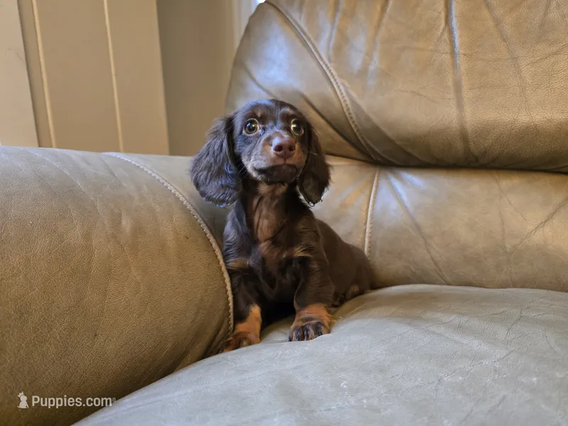 Fudge – Miniature Dachshund puppy for sale in Goshen, IN