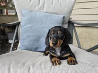 Zane, a male Miniature Dachshund for sale in Goshen, IN – 3 of 6
