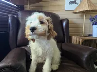 Mario, a male Cavapoo for sale in Goshen, IN – 2 of 5