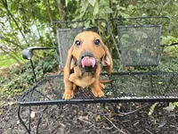 Cortado, a male Miniature Dachshund for sale in Goshen, IN – 3 of 6