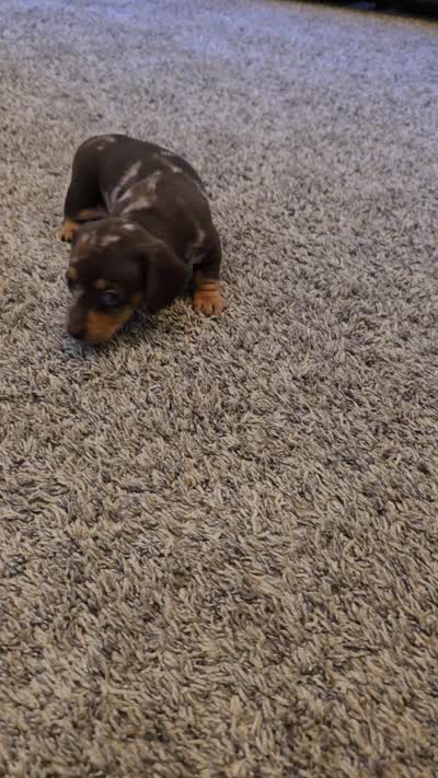 Anne, a female Miniature Dachshund for sale in Goshen, IN – 5 of 5