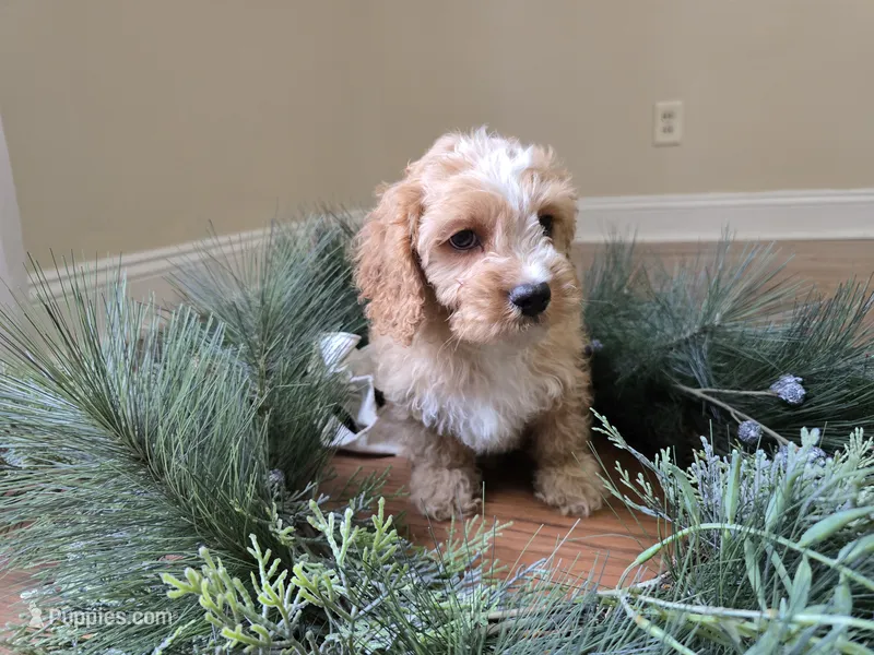 Redwood – Cavapoo puppy for sale in Goshen, IN
