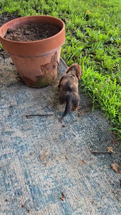 Frappuccino, a male Miniature Dachshund for sale in Goshen, IN – 6 of 6