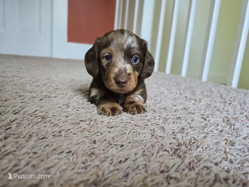 Mochi – Miniature Dachshund puppy for sale in Goshen, IN
